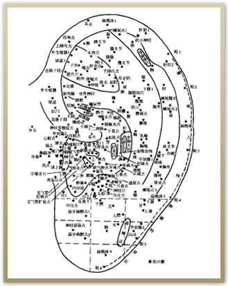 耳介療法講座