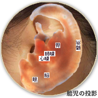 胎児の投影